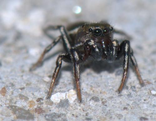 Heliophanus sp.