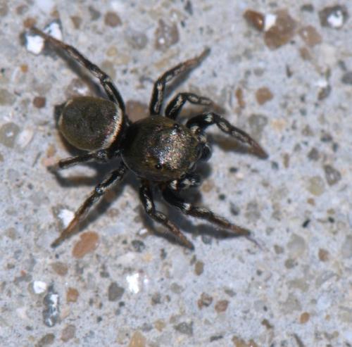 Réf. 40 906 : Heliophanus sp.