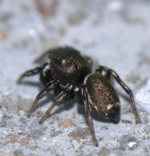 Heliophanus sp.