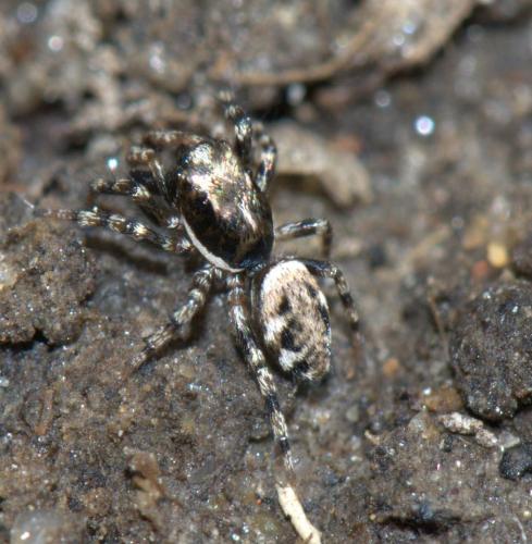 Salticus mutabilis