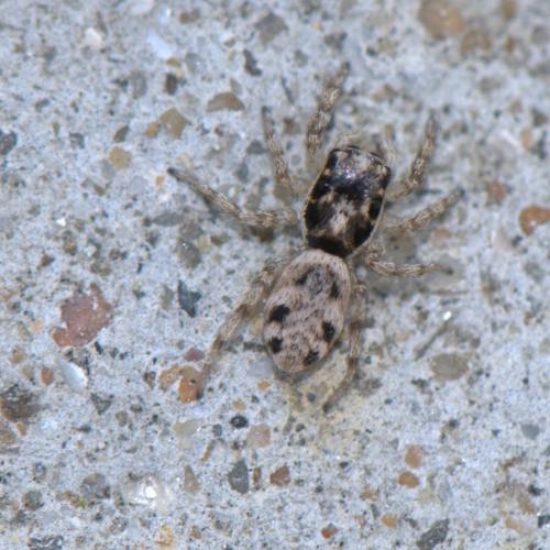 Salticus mutabilis