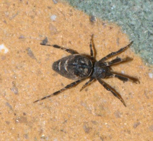 Uloborus plumipes