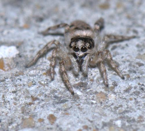 Salticus mutabilis
