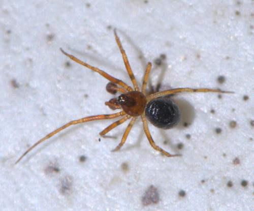 Sardinidion blackwalli