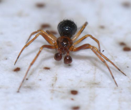 Sardinidion blackwalli