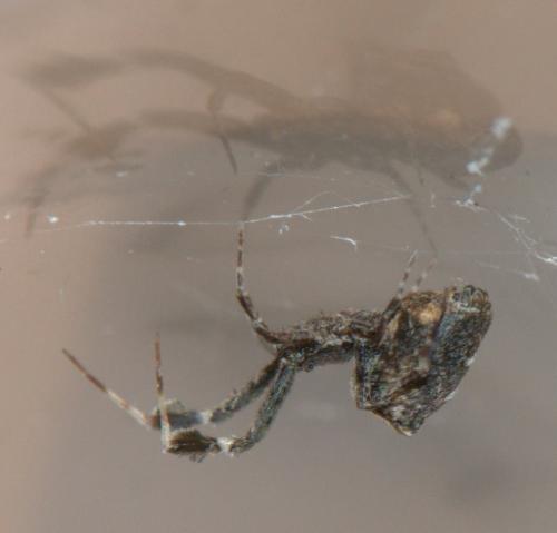 Uloborus plumipes