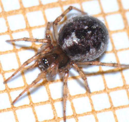 Réf. 40 997 : Enoplognatha mandibularis