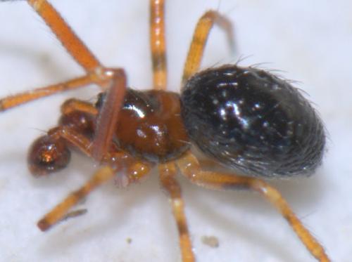 Sardinidion blackwalli