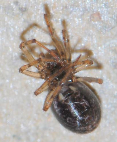Enoplognatha mandibularis