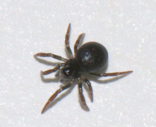 Ceratinella sp.