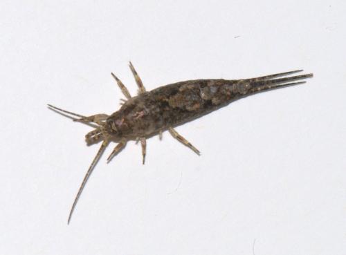 Réf. 40 077 : Lepismachilis y-signata