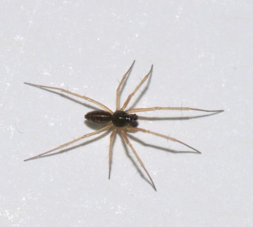 Tenuiphantes sp.