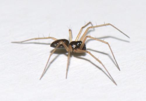 Réf. 40 863 : Tenuiphantes sp.