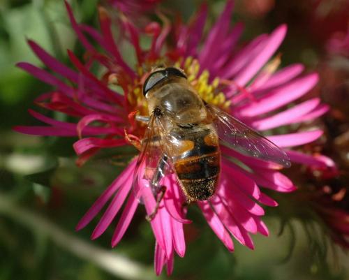 Eristalis tenax