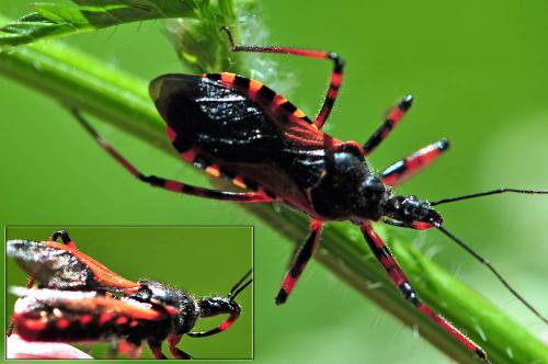 Rhynocoris sp.