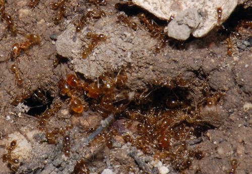 Réf. 40 241 : Pheidole pallidula