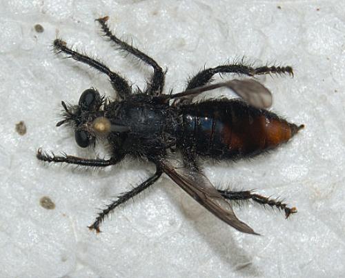 Andrenosoma albibarbe