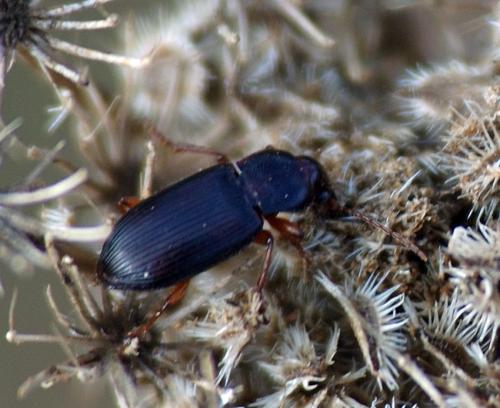 Ophonus sp.