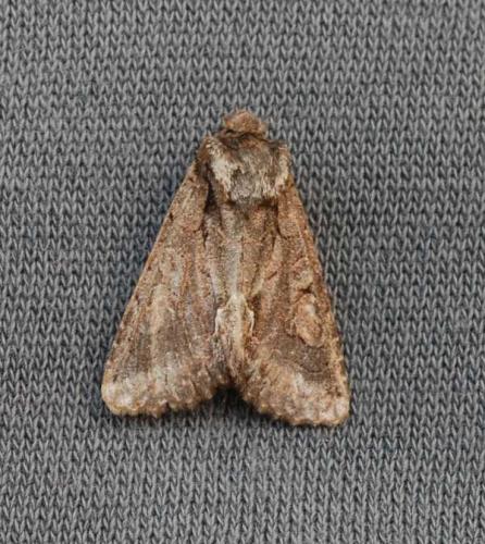 Réf. 40 284 : Allophyes oxyacanthae