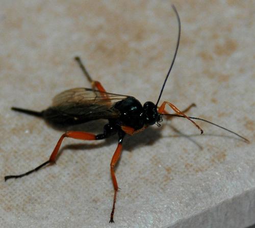 Réf. 40 068 : Pimpla rufipes