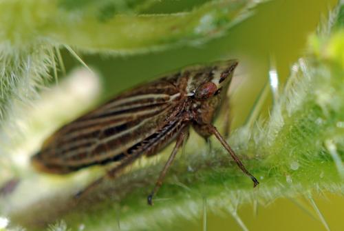 Réf. 40 113 : Aphrodes makarovi