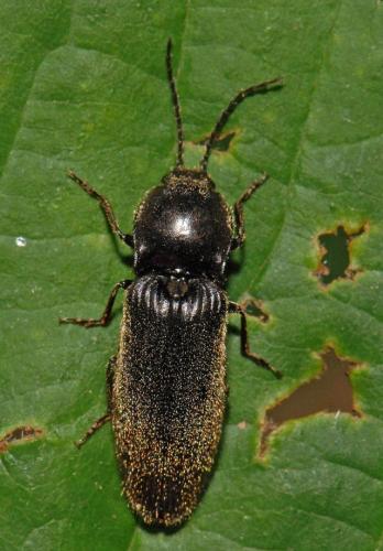 Réf. 40 198 : Hemicrepidius sp.