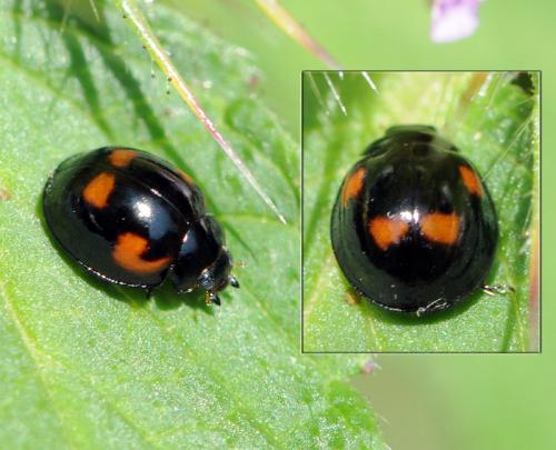 Réf. 40 327 : Exochomus quadripustulatus