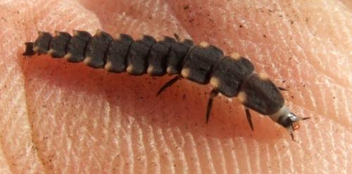 Lampyris noctiluca