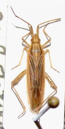 Stenodema calcarata