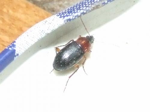 Réf. 40 227 : Calathus sp.