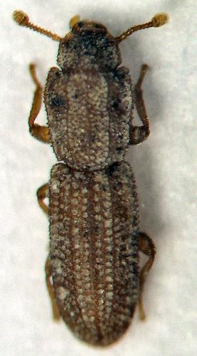 Langelandia reitteri