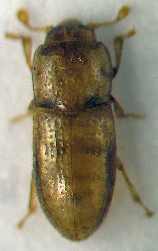 Réf. 40 436 : Anommatus dictyoderus