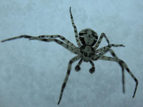 Philodromus sp.