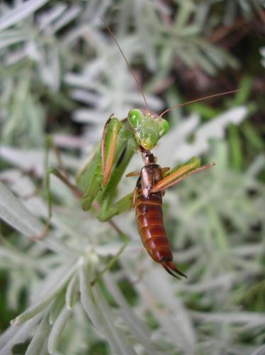 Mantis religiosa
