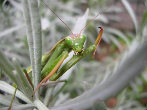 Réf. 40 248 : Mantis religiosa