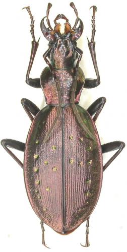 Carabus depressus