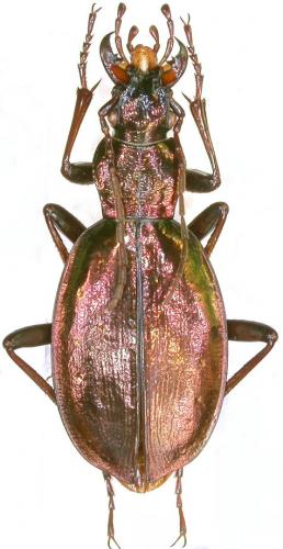 Carabus depressus lucens