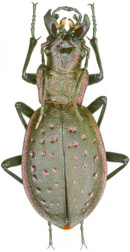 Réf. 40 007 : Carabus irregularis