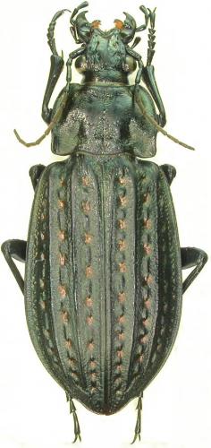 Carabus clatratus arelatensis
