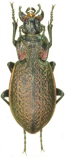 Réf. 40 004 : Carabus alysidotus