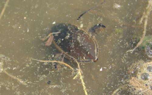 Cybister tripunctatus