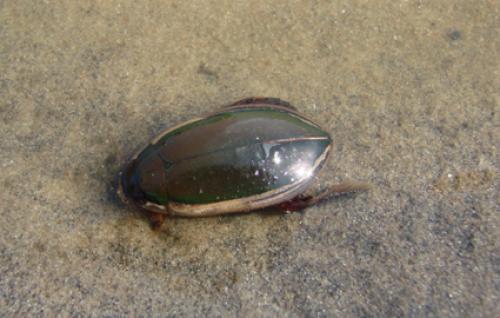 Cybister tripunctatus