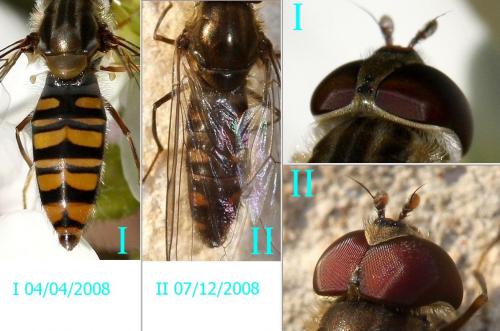 Episyrphus balteatus