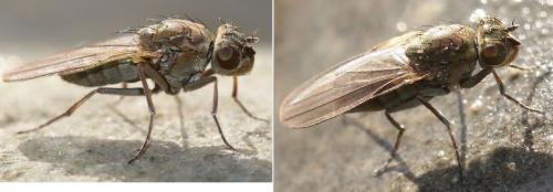 Ephydra sp.