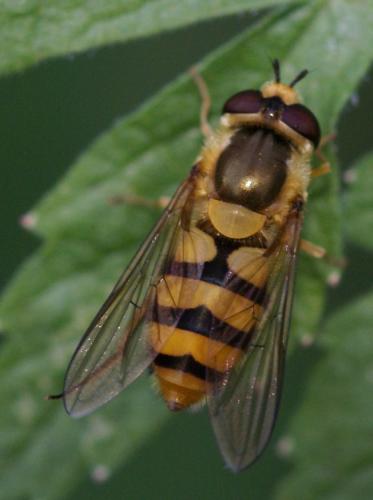 Réf. 40 943 : Epistrophe diaphana