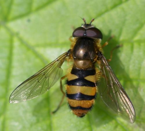 Réf. 40 942 : Epistrophe sp.