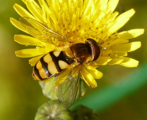 Réf. 40 050 : Eupeodes latifasciatus