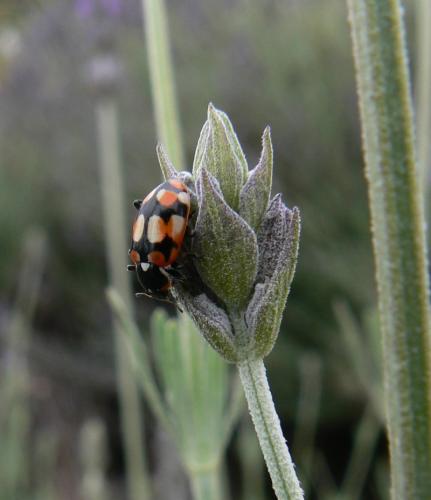 Eriopis connexa