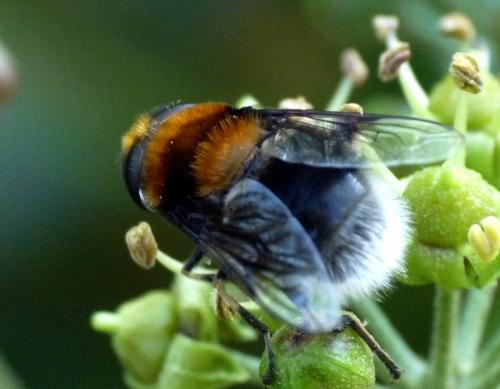 Eristalis intricaria