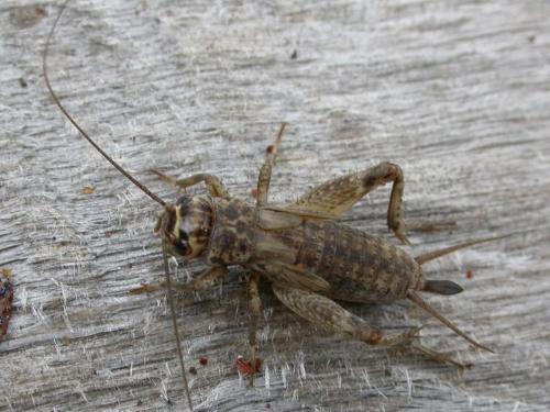 Eumodicogryllus bordigalensis bordigalensis